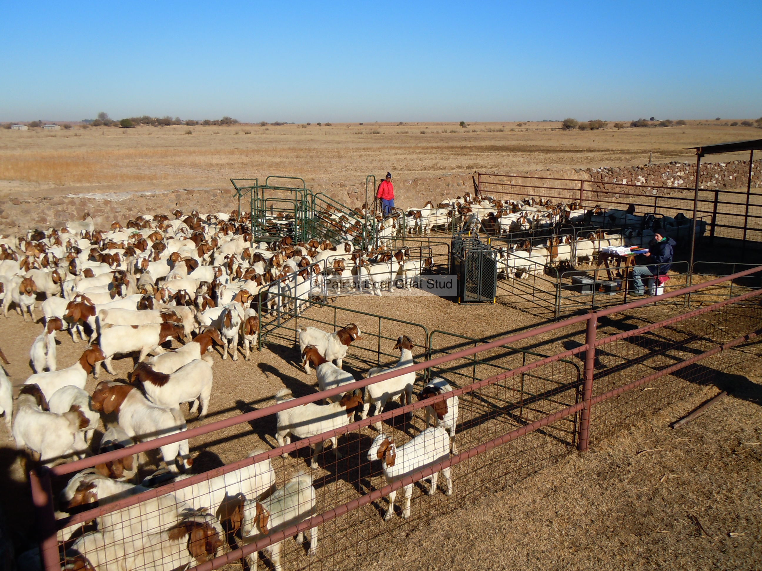 Boer Goat Exports Patriot Boer Goat StudPatriot Boer Goat Stud