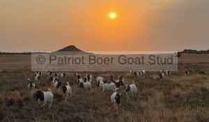 Patriot Boer Goats bucks for sale