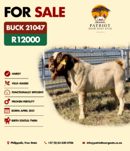 Patriot Boer Goats bucks for sale
