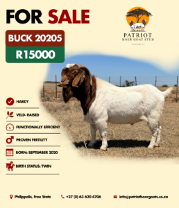 Patriot Boer Goats bucks for sale