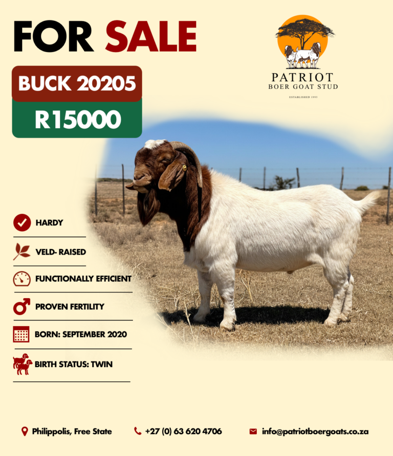 Patriot Boer Goats bucks for sale