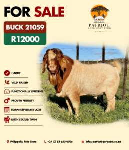Patriot Boer Goats bucks for sale