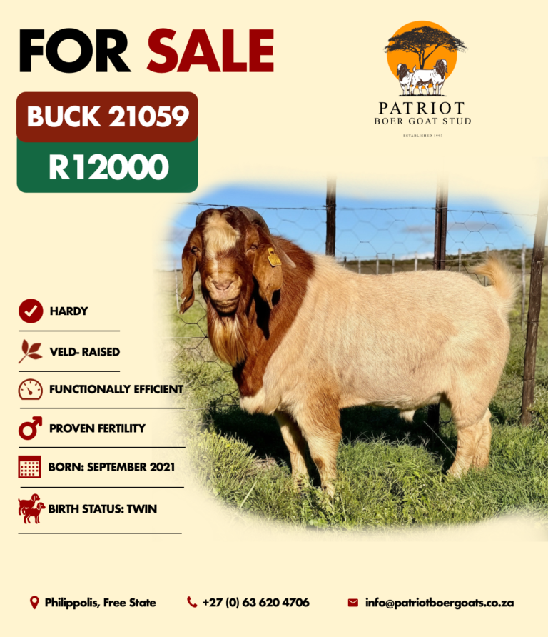 Patriot Boer Goats bucks for sale