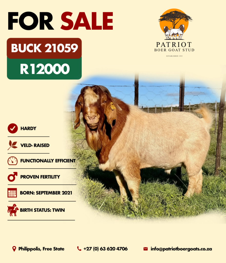 Patriot Boer Goats bucks for sale