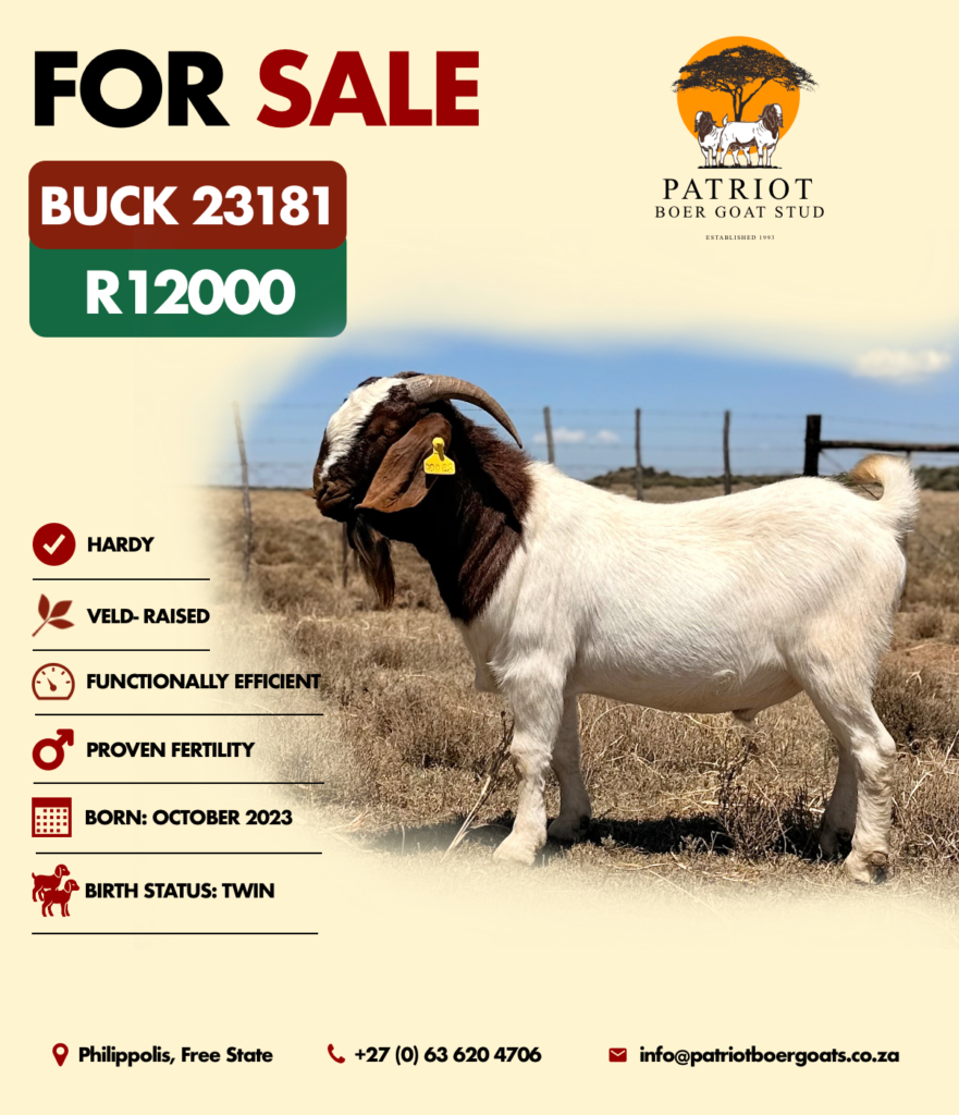 Patriot Boer Goats bucks for sale