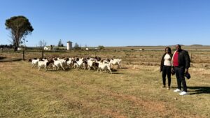 Patriot Boer Goat export to Hippolyte Nyembo, DRC