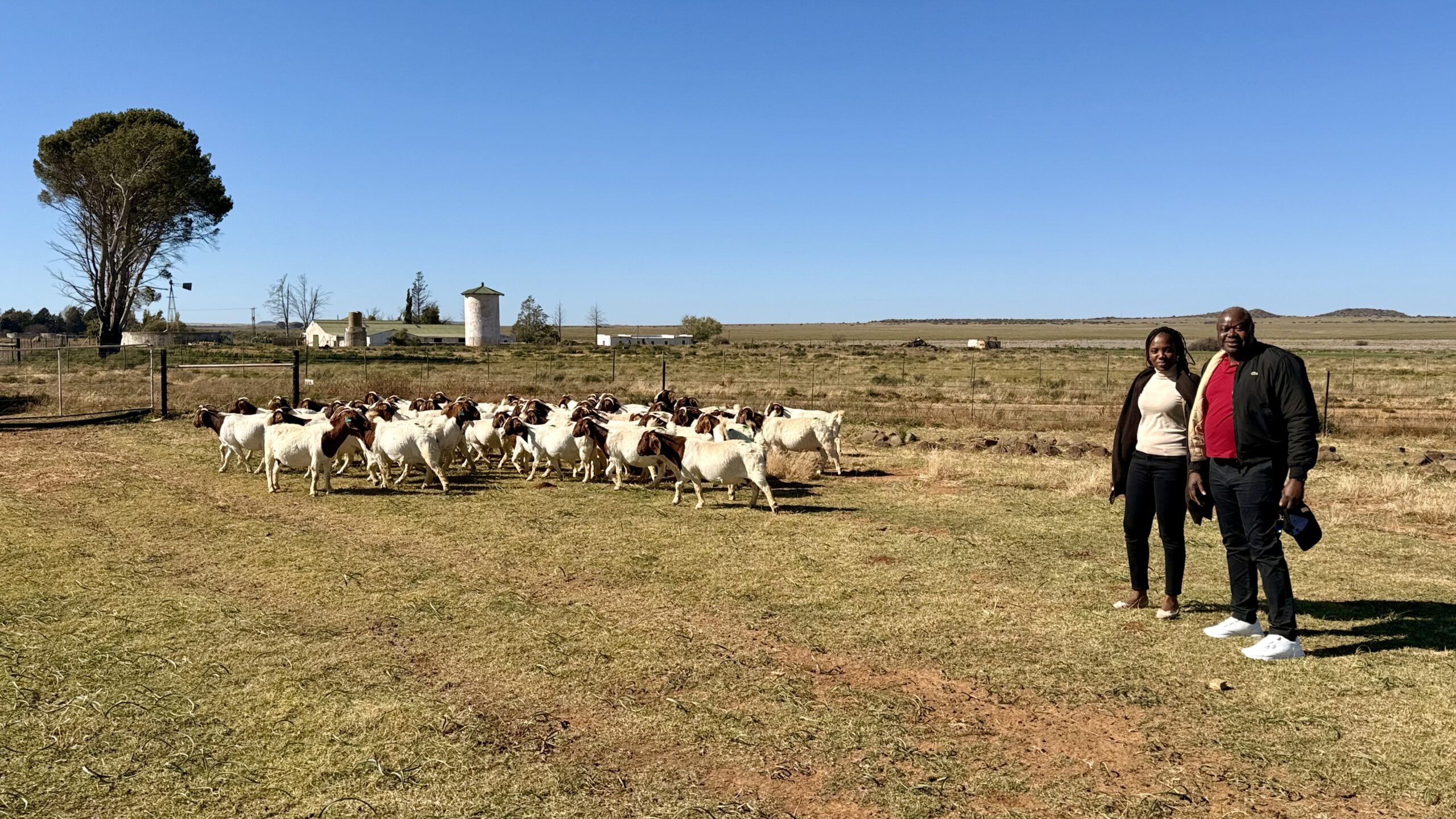 Patriot Boer Goat export to Hippolyte Nyembo, DRC